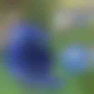 Podesivi reflektujući pojas i povodac | LEASHNGO