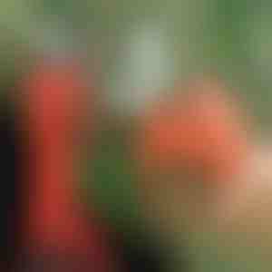 Električne makaze | WHIZZPRUNER