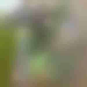 Motika za lako uklanjanje korova | GRASSOE